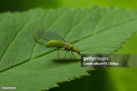 Attēlu rezultāti vaicājumam “Chrysopa”