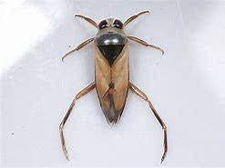 Attēlu rezultāti vaicājumam “Notonecta glauca”