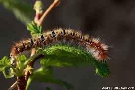 Attēlu rezultāti vaicājumam “Lasiocampa quercus imago”
