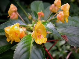 Attēlu rezultāti vaicājumam “Balsaminaceae”