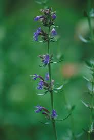 Image result for Hyssopus officinalis