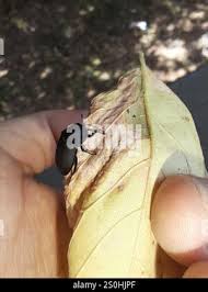 Attēlu rezultāti vaicājumam “Silpha obscura larva”