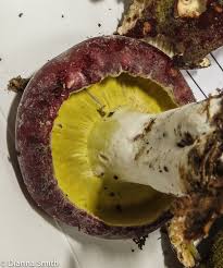 Attēlu rezultāti vaicājumam “Hypomyces armeniacus”