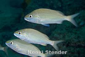 Image result for Haemulon aurolineatum