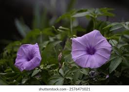 Image result for Ipomoea Lavender