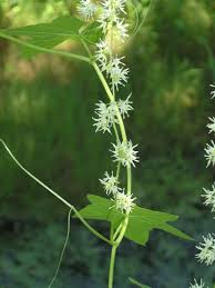 Attēlu rezultāti vaicājumam “Echinocystis lobata flower”