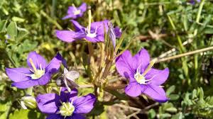 Image result for Legousia speculum-veneris