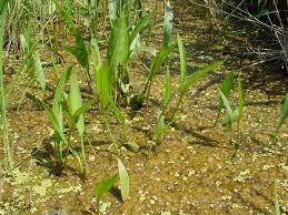 Attēlu rezultāti vaicājumam “Alisma lanceolatum”