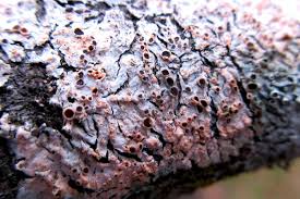 Attēlu rezultāti vaicājumam “Erythricium aurantiacum”