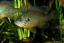 Image result for Lepomis gibbosus