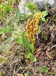 Attēlu rezultāti vaicājumam “Botrychium lunaria”
