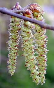 Attēlu rezultāti vaicājumam “Carpinus betulus male flower”