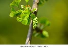 Attēlu rezultāti vaicājumam “Ginkgo biloba male flower”