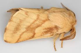 Attēlu rezultāti vaicājumam “Malacosoma castrensis male”