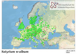 Attēlu rezultāti vaicājumam “Satyrium w-album”