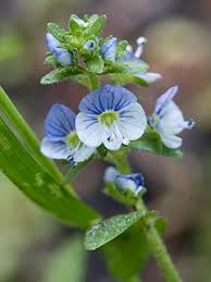 Attēlu rezultāti vaicājumam “Veronica serpyllifolia bud”