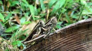 Attēlu rezultāti vaicājumam “Acrididae”