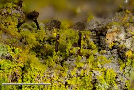 Attēlu rezultāti vaicājumam “Chaenotheca chrysocephala”