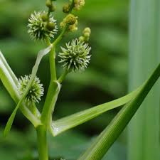 Attēlu rezultāti vaicājumam “Sparganium neglectum”