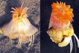 Attēlu rezultāti vaicājumam “Acupalpus flavicollis”