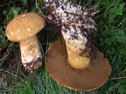 Attēlu rezultāti vaicājumam “Suillus variegatus”