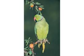 Image result for Psittacula krameri