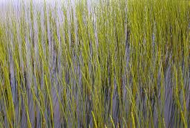 Attēlu rezultāti vaicājumam “Equisetum fluviatile”