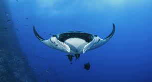 Image result for Mobula alfredi