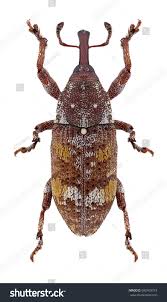 Attēlu rezultāti vaicājumam “Pissodes castaneus”