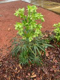 Image result for Helleborus foetidus