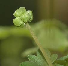 Attēlu rezultāti vaicājumam “Adoxaceae”