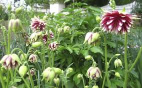 Image result for Aquilegia vulgaris `Nora Barlow`