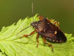 Attēlu rezultāti vaicājumam “Pinthaeus sanguinipes imago”