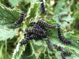 Attēlu rezultāti vaicājumam “Aglais urticae”