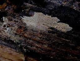 Attēlu rezultāti vaicājumam “Anomoporia bombycina”