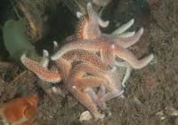 Image result for Asterias rubens