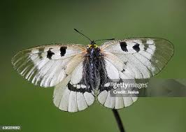 Attēlu rezultāti vaicājumam “Parnassius mnemosyne”