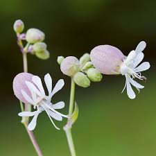 Attēlu rezultāti vaicājumam “Silene vulgaris flower”