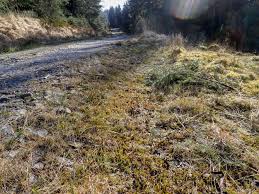 Attēlu rezultāti vaicājumam “Polytrichum commune var. perigoniale”