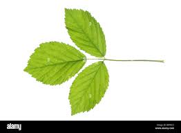 Image result for Rubus sectio