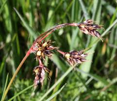 Attēlu rezultāti vaicājumam “Luzula campestris”