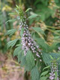 Image result for Leonurus cardiaca