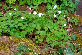 Attēlu rezultāti vaicājumam “Isopyrum thalictroides”