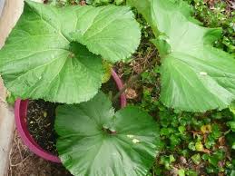 Attēlu rezultāti vaicājumam “Petasites spurius leaf”