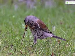 Attēlu rezultāti vaicājumam “Turdus pilaris juvenile”