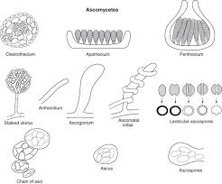Attēlu rezultāti vaicājumam “Ascomycota”