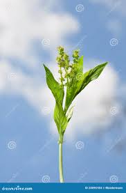 Attēlu rezultāti vaicājumam “Mercurialis perennis bud”