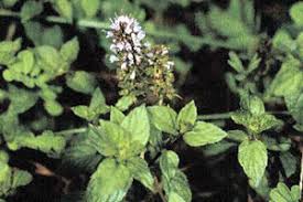 Image result for Menta x piperita