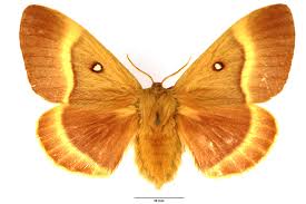 Attēlu rezultāti vaicājumam “Lasiocampa quercus imago”