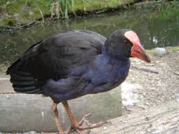 Image result for Porphyrio alleni